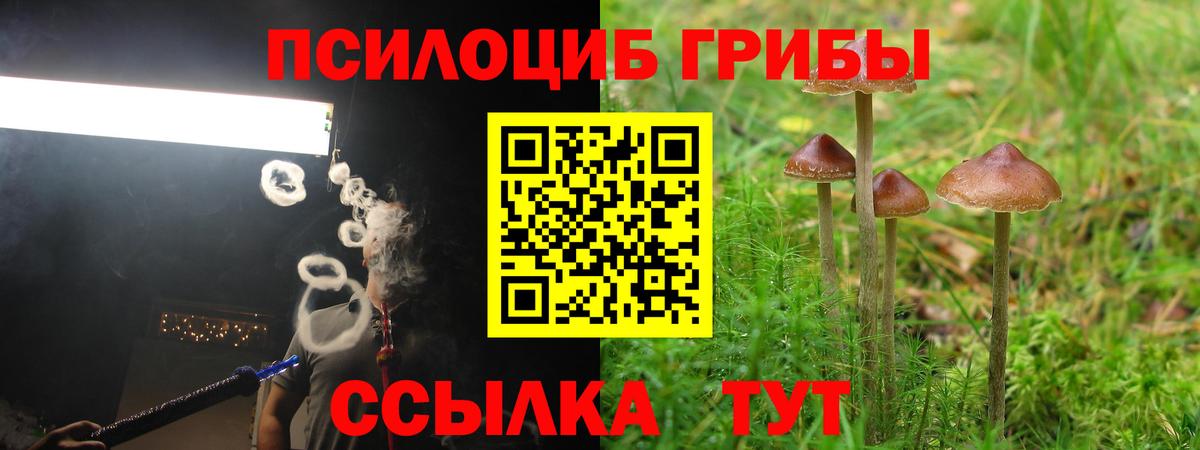 Псилоцибиновые грибы Psilocybine cubensis Славгород